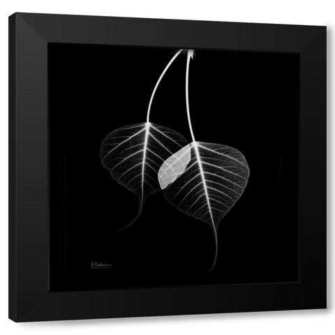 Bodhi Tree STAR Black Modern Wood Framed Art Print by Koetsier, Albert