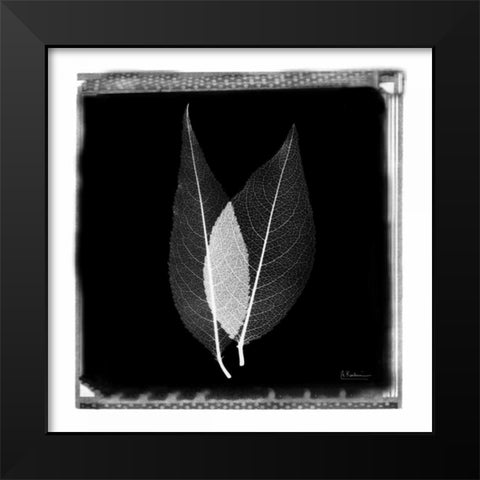 Caplulin Cherry STAR Black Modern Wood Framed Art Print by Koetsier, Albert