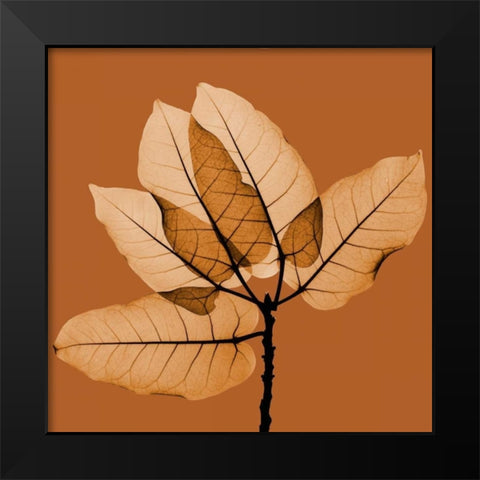 Harvest Leaves 1C Black Modern Wood Framed Art Print by Koetsier, Albert