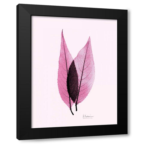 Caplulin Cherry Pink Black Modern Wood Framed Art Print with Double Matting by Koetsier, Albert