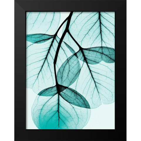 Teal Eucalyptus Black Modern Wood Framed Art Print by Koetsier, Albert