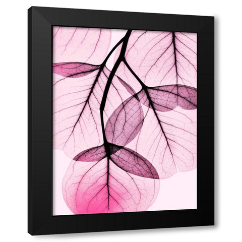 Pink Eucalyptus Black Modern Wood Framed Art Print with Double Matting by Koetsier, Albert