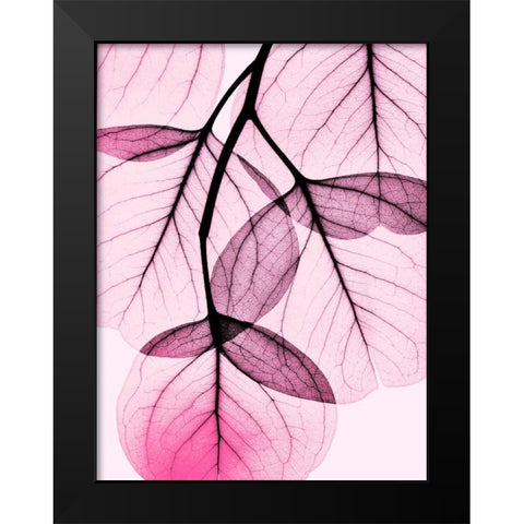 Pink Eucalyptus Black Modern Wood Framed Art Print by Koetsier, Albert