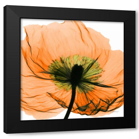 Poppy Orange Black Modern Wood Framed Art Print with Double Matting by Koetsier, Albert