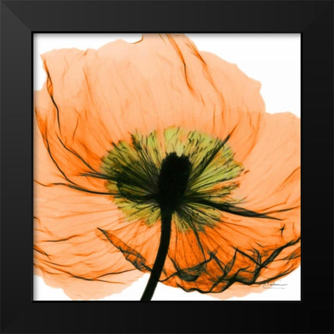 Poppy Orange Black Modern Wood Framed Art Print by Koetsier, Albert
