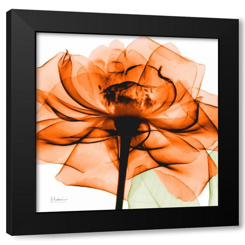 Orange Rose Black Modern Wood Framed Art Print by Koetsier, Albert