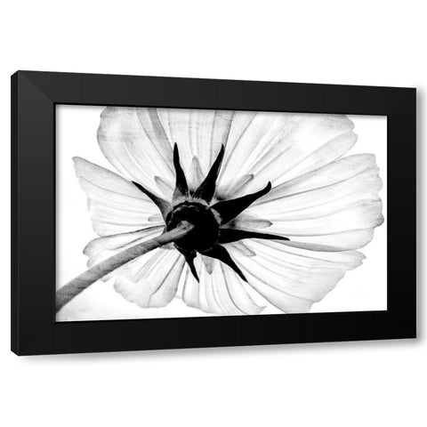Anemone Black Modern Wood Framed Art Print with Double Matting by Bailey, Ann