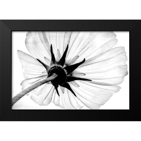 Anemone Black Modern Wood Framed Art Print by Bailey, Ann