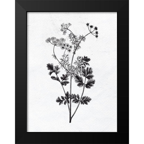 Pressed Herbs 2 Black Modern Wood Framed Art Print by Bailey, Ann
