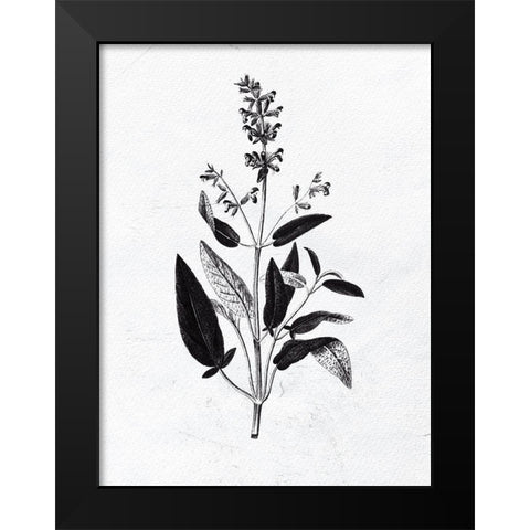 Pressed Herbs 3 Black Modern Wood Framed Art Print by Bailey, Ann