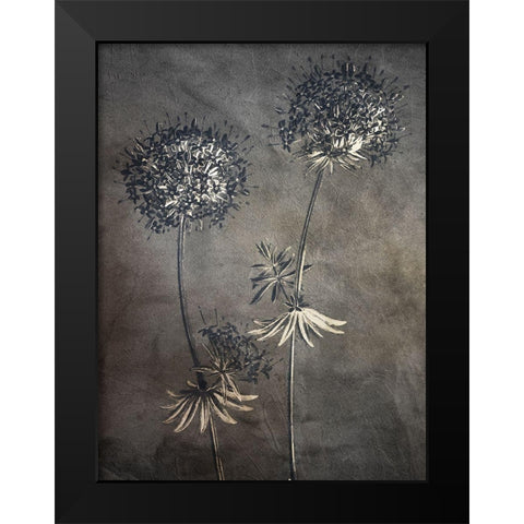 Puff 2 Black Modern Wood Framed Art Print by Bailey, Ann