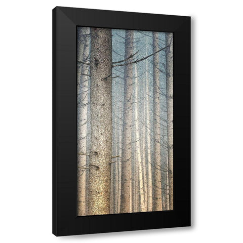 Forest Dreaming 1 Black Modern Wood Framed Art Print with Double Matting by Bailey, Ann