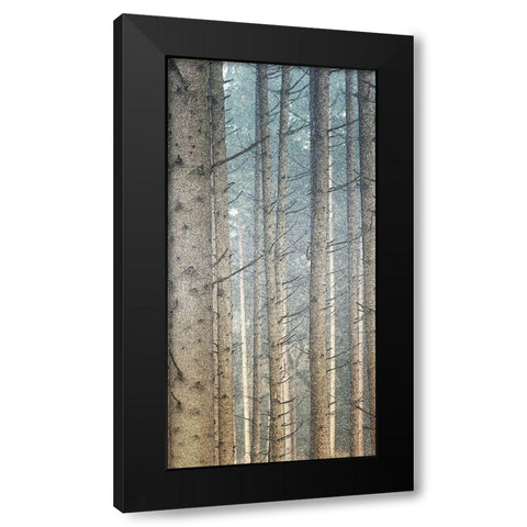 Forest Dreaming 2 Black Modern Wood Framed Art Print by Bailey, Ann