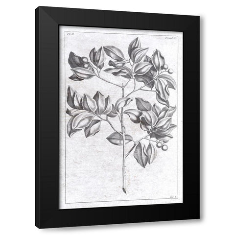 Palm 2 Black Modern Wood Framed Art Print with Double Matting by Brown, Denise