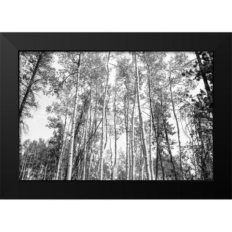 Aspen BW 1 Black Modern Wood Framed Art Print by Urquhart, Elizabeth