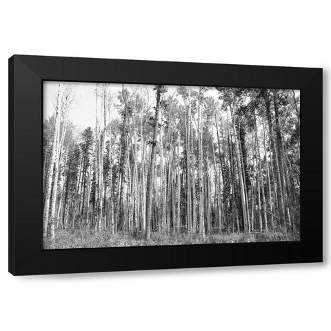 Aspen BW 2 Black Modern Wood Framed Art Print by Urquhart, Elizabeth