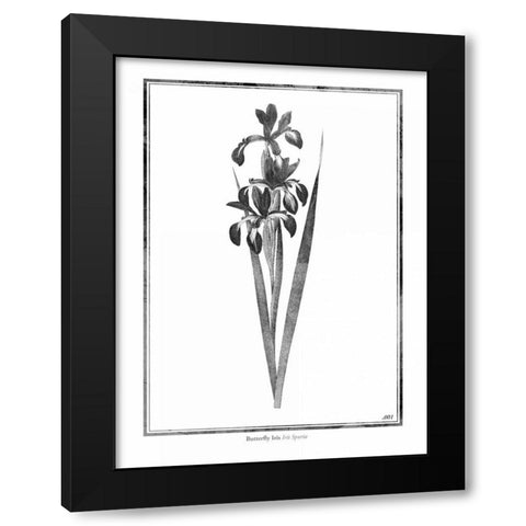 Butterfly Iris Black Modern Wood Framed Art Print by Grey, Jace