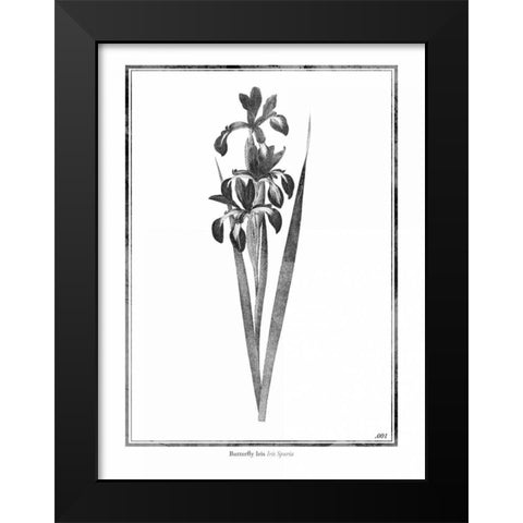 Butterfly Iris Black Modern Wood Framed Art Print by Grey, Jace