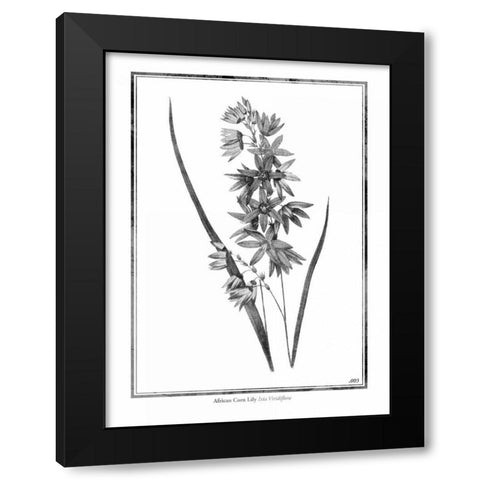 African Corn Lily Black Modern Wood Framed Art Print with Double Matting by Grey, Jace