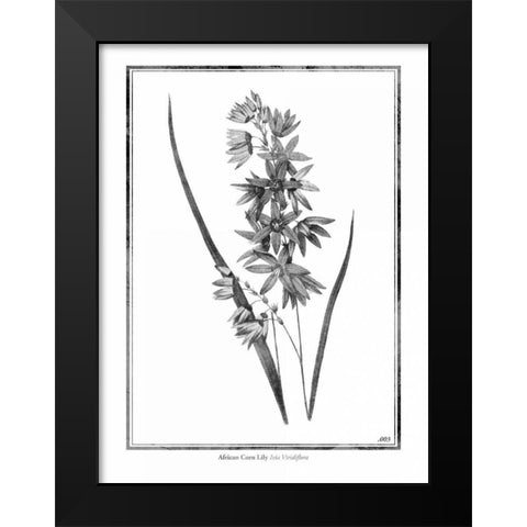 African Corn Lily Black Modern Wood Framed Art Print by Grey, Jace