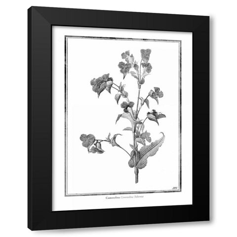 Commelina Black Modern Wood Framed Art Print by Grey, Jace