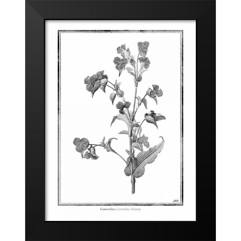 Commelina Black Modern Wood Framed Art Print by Grey, Jace