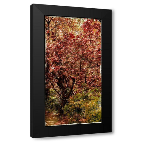 Ny Fall Trees Black Modern Wood Framed Art Print with Double Matting by Grey, Jace