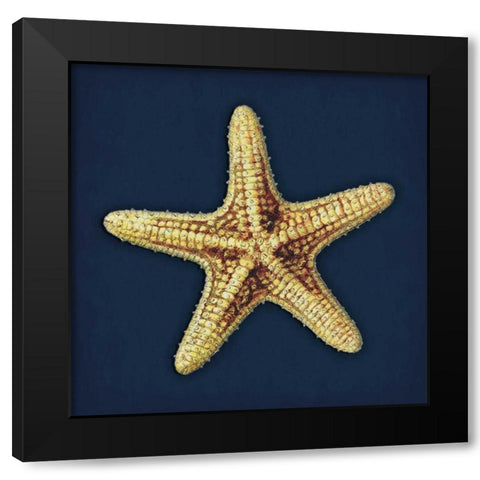 Star Fish Navy Black Modern Wood Framed Art Print by Grey, Jace