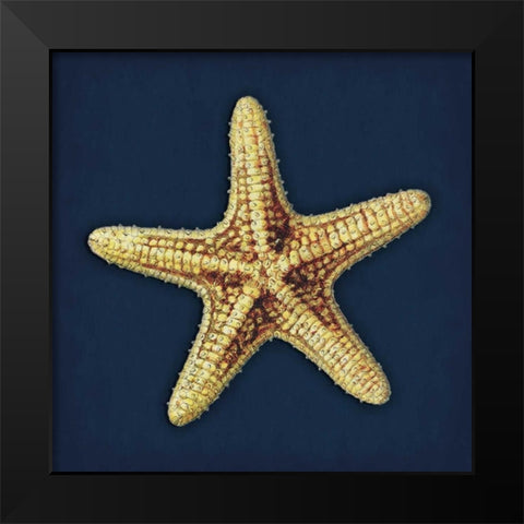 Star Fish Navy Black Modern Wood Framed Art Print by Grey, Jace