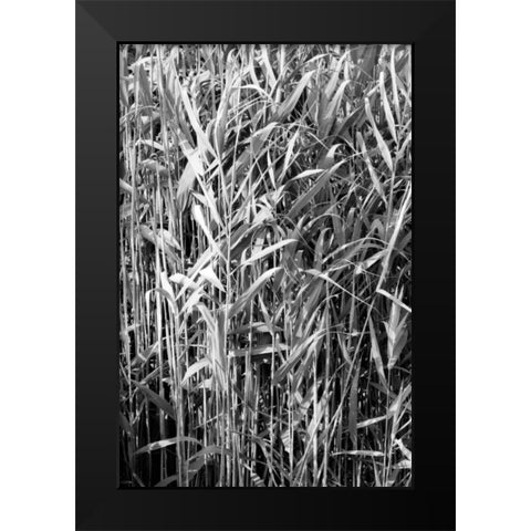 Beach Foliage 4 Black Modern Wood Framed Art Print by Grey, Jace
