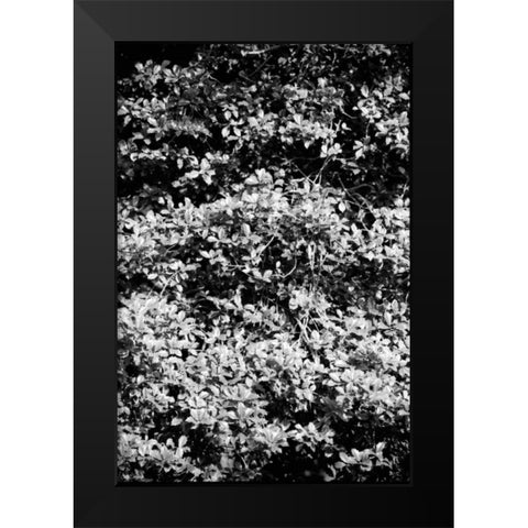 Beach Foliage 6 Black Modern Wood Framed Art Print by Grey, Jace