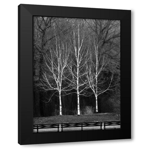 Central Park Three Amigos Fall Black Modern Wood Framed Art Print with Double Matting by Grey, Jace