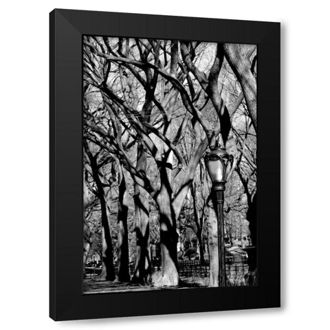 Central Park Forest Black Modern Wood Framed Art Print with Double Matting by Grey, Jace