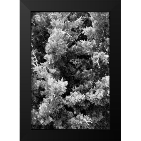 Beach Foliage 3 Black Modern Wood Framed Art Print by Grey, Jace