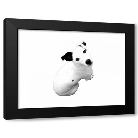 Jack Russell Buddy 1 Black Modern Wood Framed Art Print with Double Matting by Grey, Jace