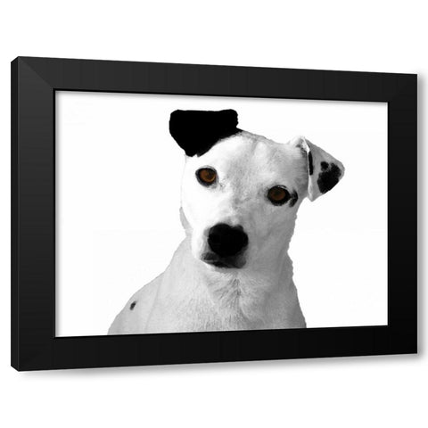 Jack Russell Buddy 2 Black Modern Wood Framed Art Print with Double Matting by Grey, Jace