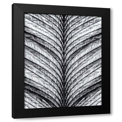 Black and White Feather 1 Black Modern Wood Framed Art Print with Double Matting by Kimberly, Allen