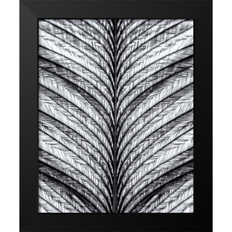 Black and White Feather 1 Black Modern Wood Framed Art Print by Kimberly, Allen