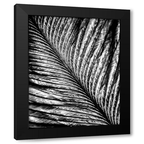 Black and White Feather 2 Black Modern Wood Framed Art Print with Double Matting by Kimberly, Allen