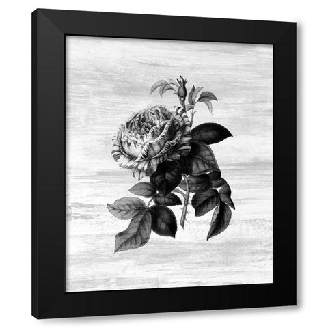 Botanical Flower 2 Black Modern Wood Framed Art Print with Double Matting by Kimberly, Allen