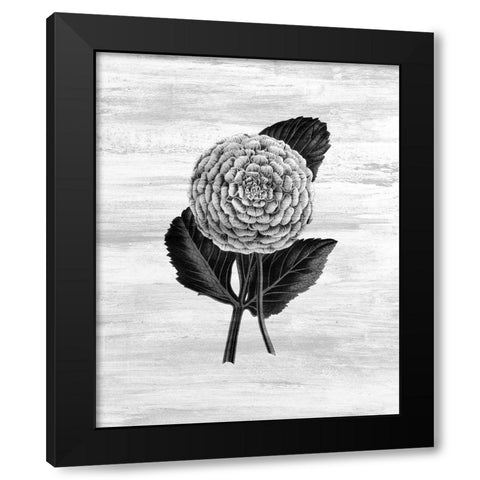 Botanical Flower 3 Black Modern Wood Framed Art Print by Kimberly, Allen