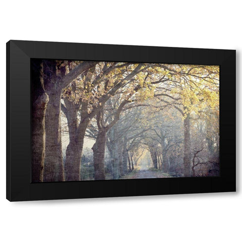 Avenue of Trees Black Modern Wood Framed Art Print by Kimberly, Allen