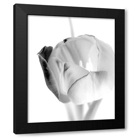 Black and White Tulip 1 Black Modern Wood Framed Art Print by Kimberly, Allen