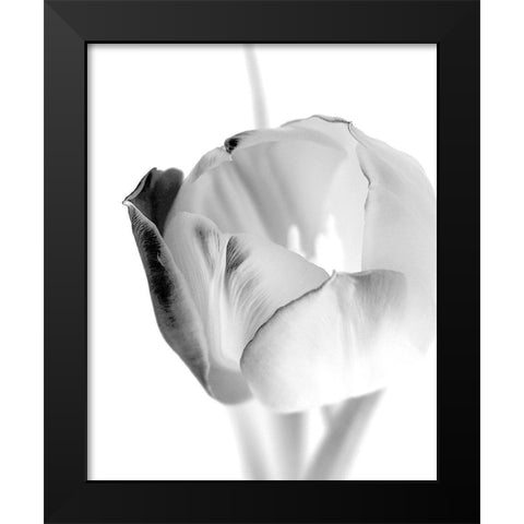 Black and White Tulip 1 Black Modern Wood Framed Art Print by Kimberly, Allen