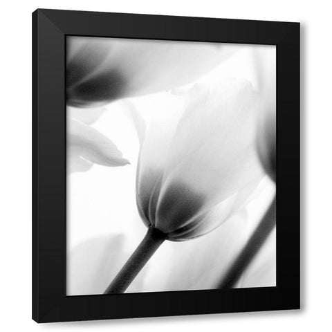 Black and White Tulip 2 Black Modern Wood Framed Art Print by Kimberly, Allen