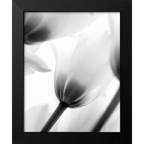 Black and White Tulip 2 Black Modern Wood Framed Art Print by Kimberly, Allen