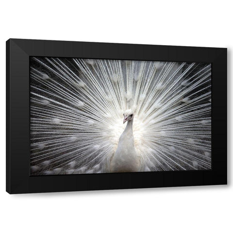 White Royal Black Modern Wood Framed Art Print by Allen, Kimberly