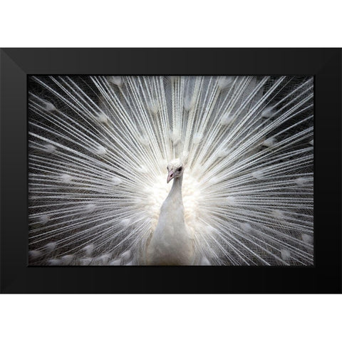 White Royal Black Modern Wood Framed Art Print by Allen, Kimberly