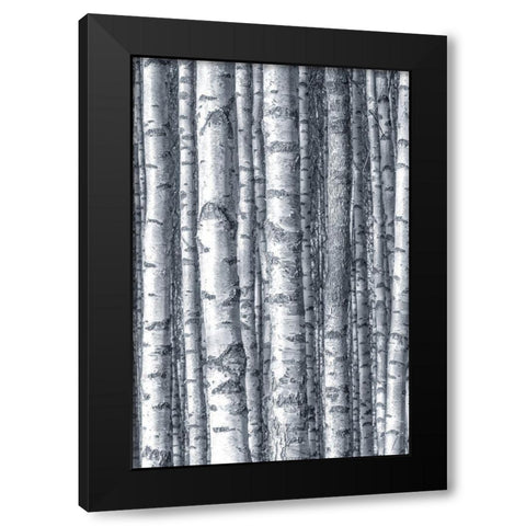 Birches 1 Black Modern Wood Framed Art Print with Double Matting by Allen, Kimberly