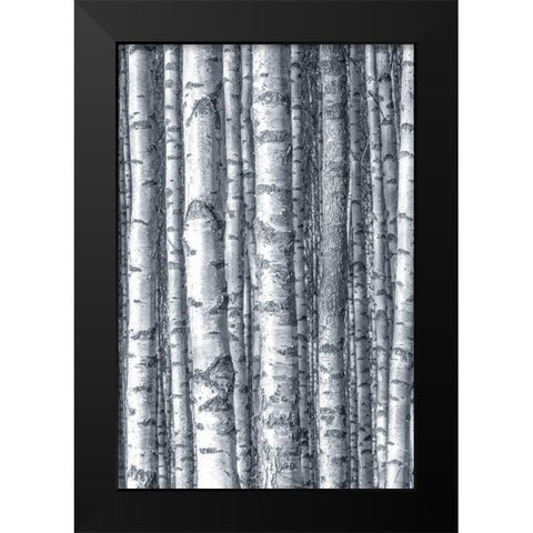Birches 1 Black Modern Wood Framed Art Print by Allen, Kimberly